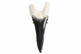 Bone Valley Shark Tooth (Hemipristis) - Lower Tooth #299469-1